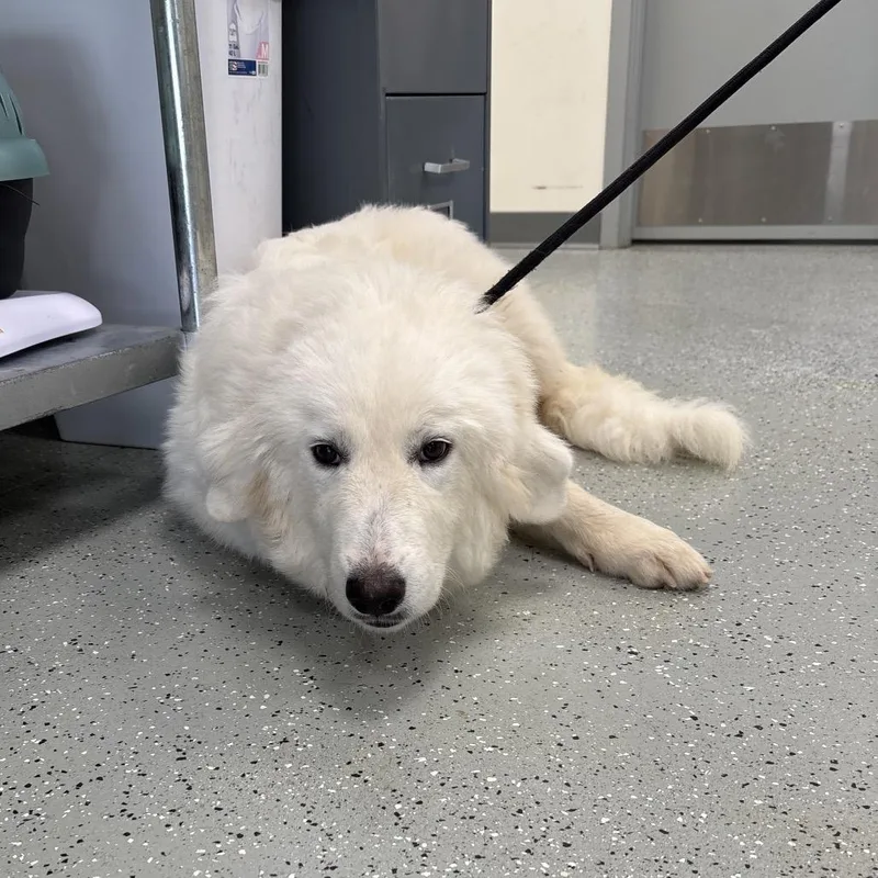 A young extra large-sized female Great Pyrenees dog named Skittles for adoption in Galax, VA