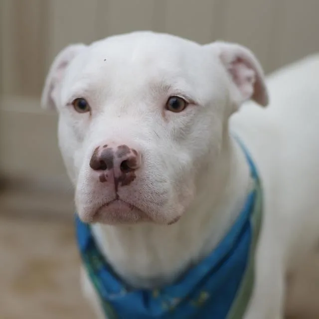 An adult medium-sized male American Staffordshire Terrier dog named Corbin for adoption in San Antonio, TX