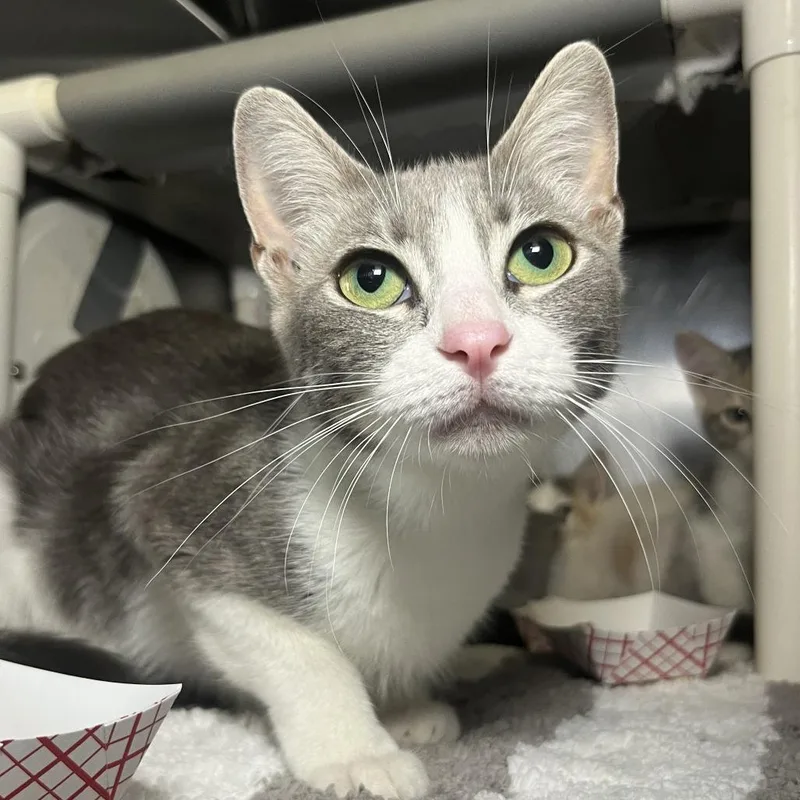 A young medium-sized female Gray / Blue / Silver Domestic Short Hair cat named Butterfly for adoption in Palm Springs, CA