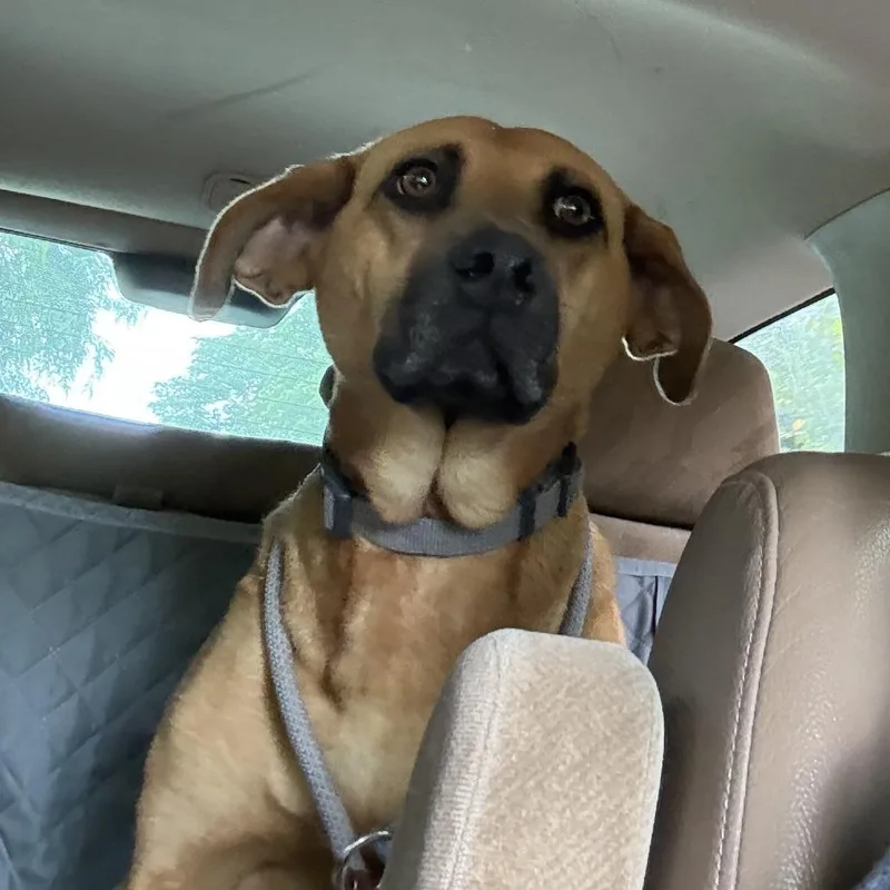 An adult medium-sized female Brown / Chocolate Mountain Cur dog named Sophie for adoption in Falls Church, VA