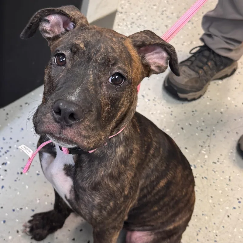 A baby medium-sized female Boxer dog named Ozark for adoption in Marion, VA
