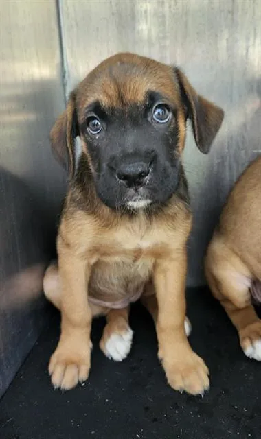 A baby small-sized female Mastiff dog named Mimzy for adoption in San Antonio, TX