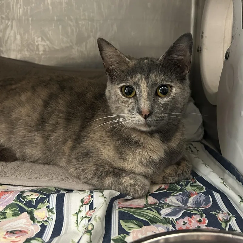 A young medium-sized female Tortoiseshell Domestic Short Hair cat named Polly for adoption in Charleston, WV