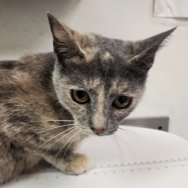 Polly thumbnail 2