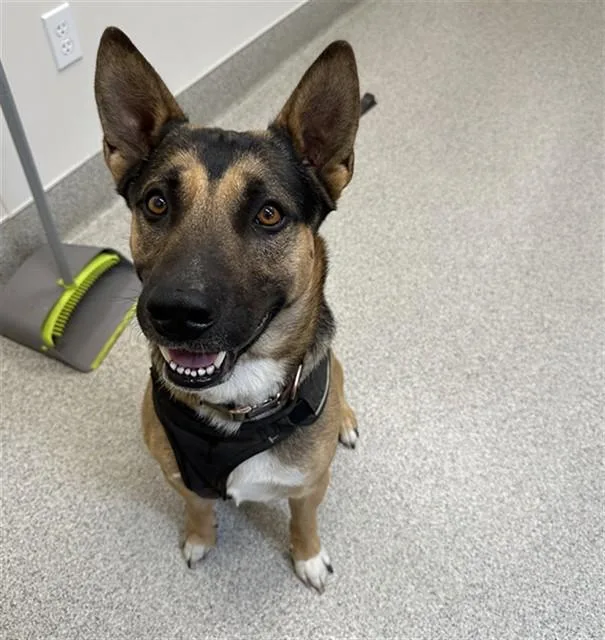 An adult medium-sized male Belgian Shepherd / Malinois dog named Kratos for adoption in San Luis Obispo, CA