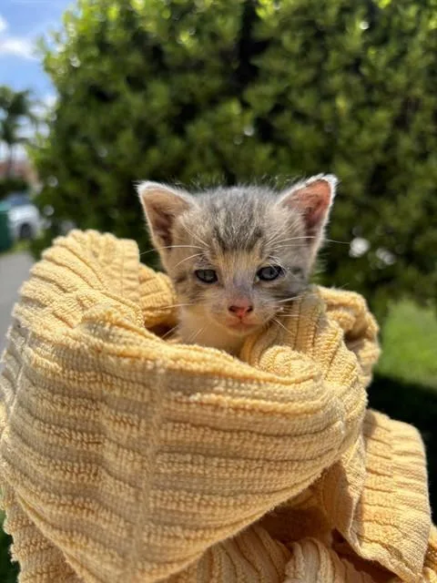 A baby small-sized female Domestic Short Hair cat named Pearl for adoption in Miami, FL
