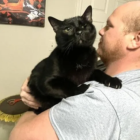 An adult large-sized male Black Domestic Short Hair cat named Salem for adoption in Long Beach, MS