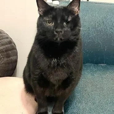 Salem thumbnail 3