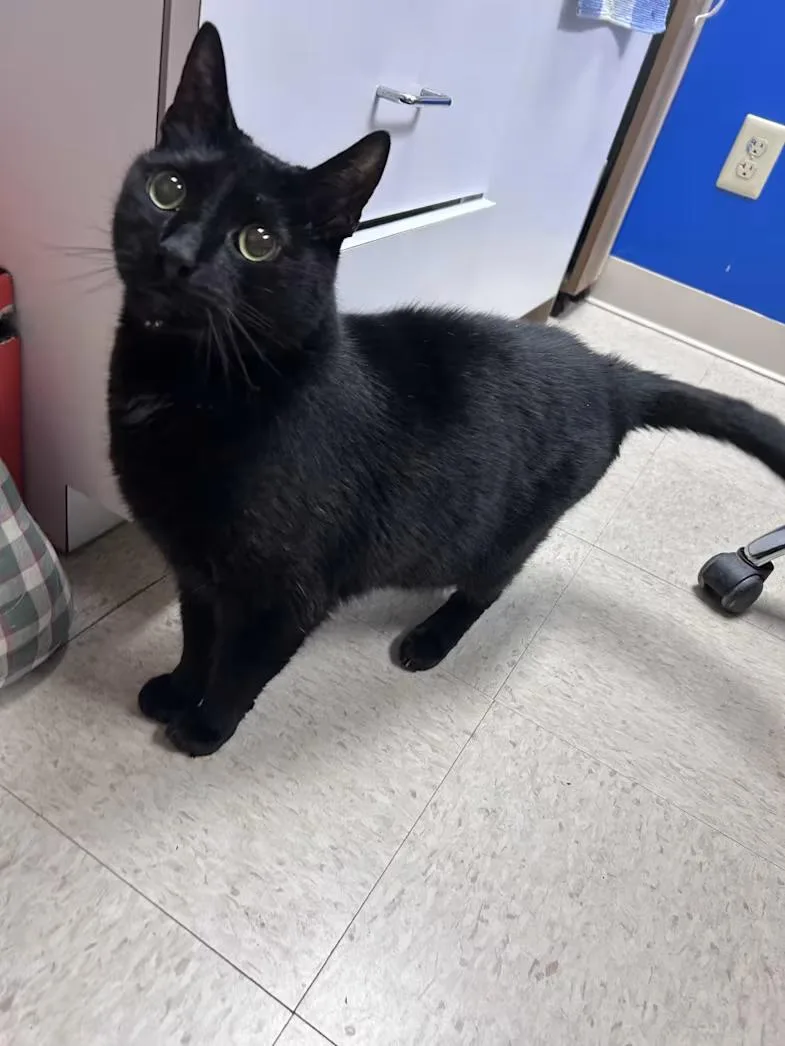 A senior large-sized male Black Domestic Short Hair cat named Mib for adoption in Greensboro, NC