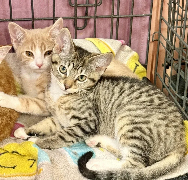 A baby medium-sized female Tabby cat named Sherbet for adoption in Maywood, IL