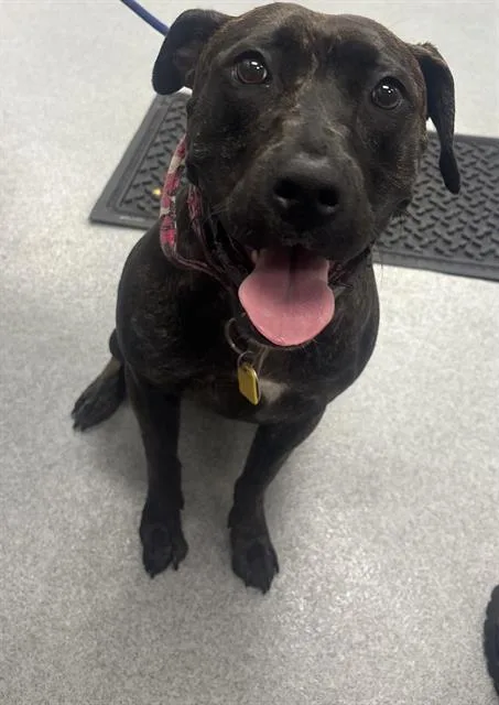 An adult large-sized female Pit Bull Terrier dog named Lovey for adoption in Indianapolis, IN