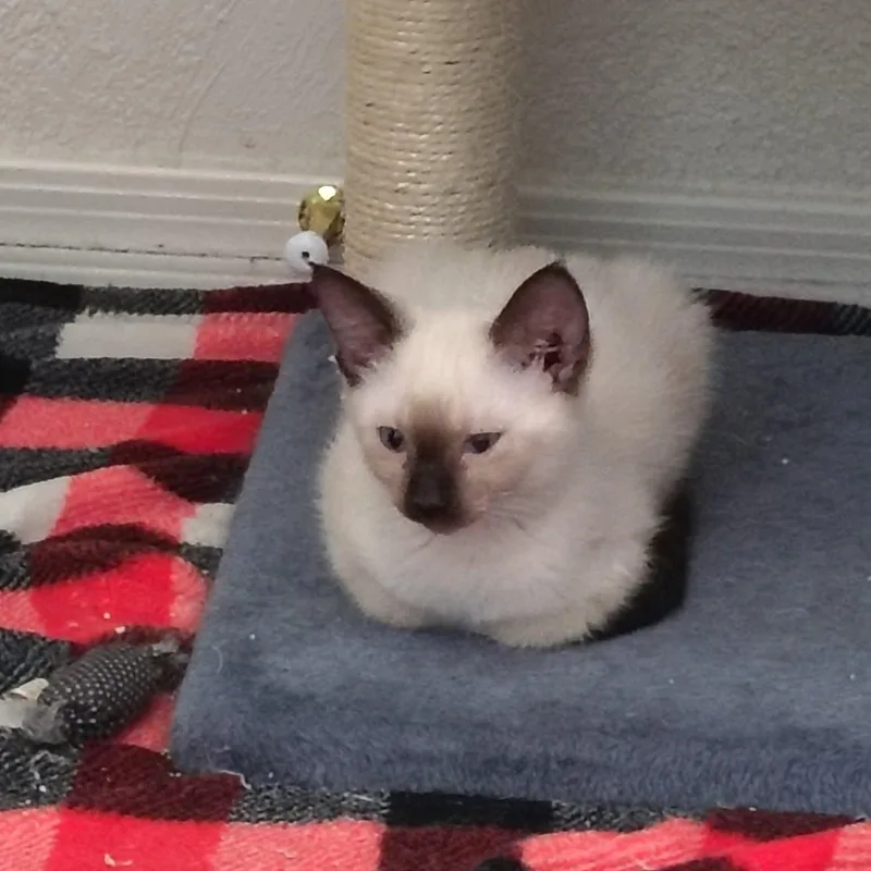 Marshmallow
