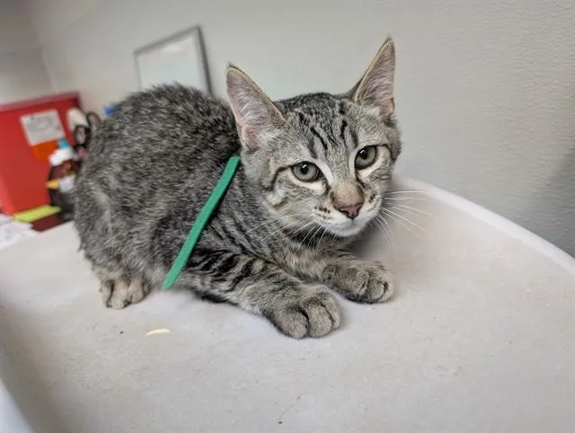 A baby small-sized male Domestic Short Hair cat named Wolf for adoption in Antioch, CA