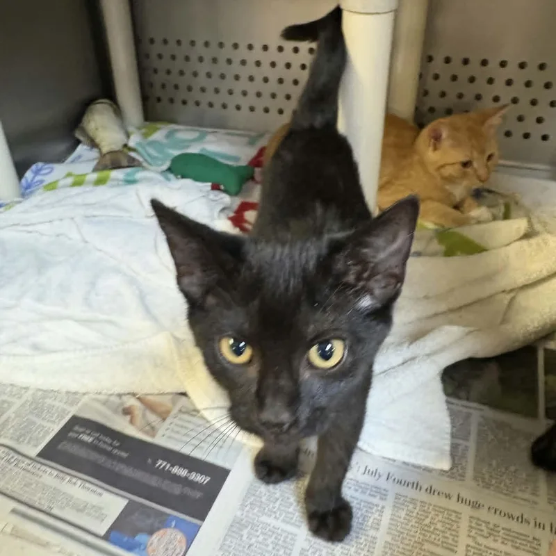 A baby medium-sized female Black Domestic Short Hair cat named Ursula for adoption in Orange, VA