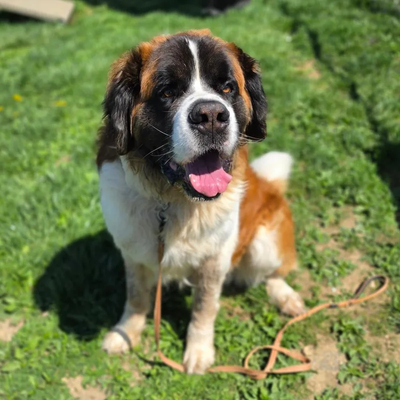 An adult extra large-sized male Brown / Chocolate Saint Bernard dog named Boog for adoption in Easton, PA