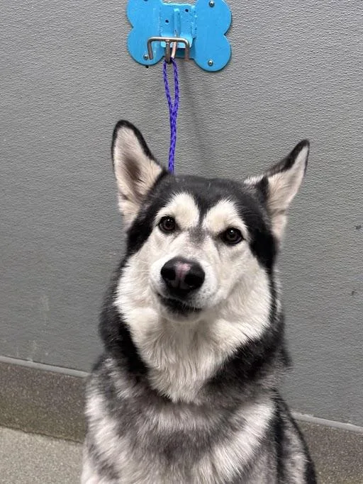A young large-sized male Siberian Husky dog named Otter Pop for adoption in Las Vegas, NV