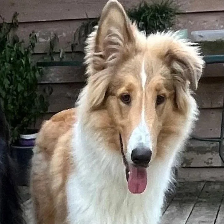 A young large-sized male Collie dog named Noodle for adoption in Dublin, OH