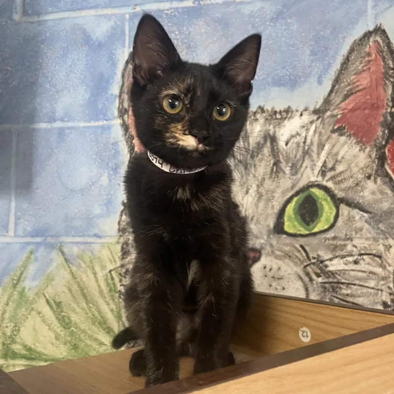A baby small-sized female Tortoiseshell Domestic Short Hair cat named Chloe Jane for adoption in Laredo, TX