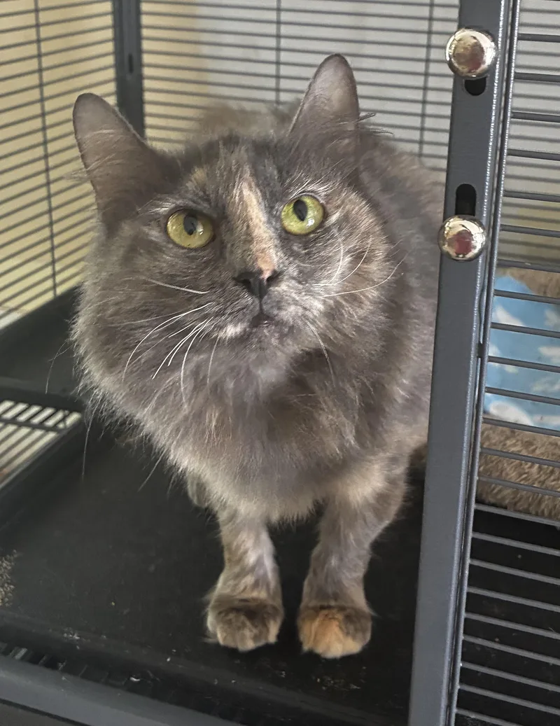 An adult medium-sized female Dilute Tortoiseshell cat named Cinder for adoption in Mobile, AL