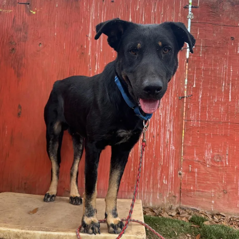An adult medium-sized male Black Labrador Retriever dog named Clarence for adoption in Austin, TX