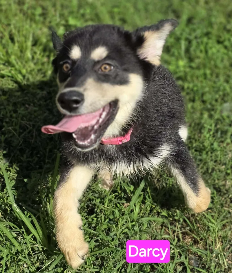 Darcy