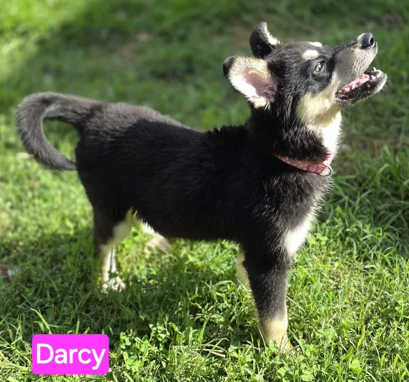 Darcy thumbnail 3