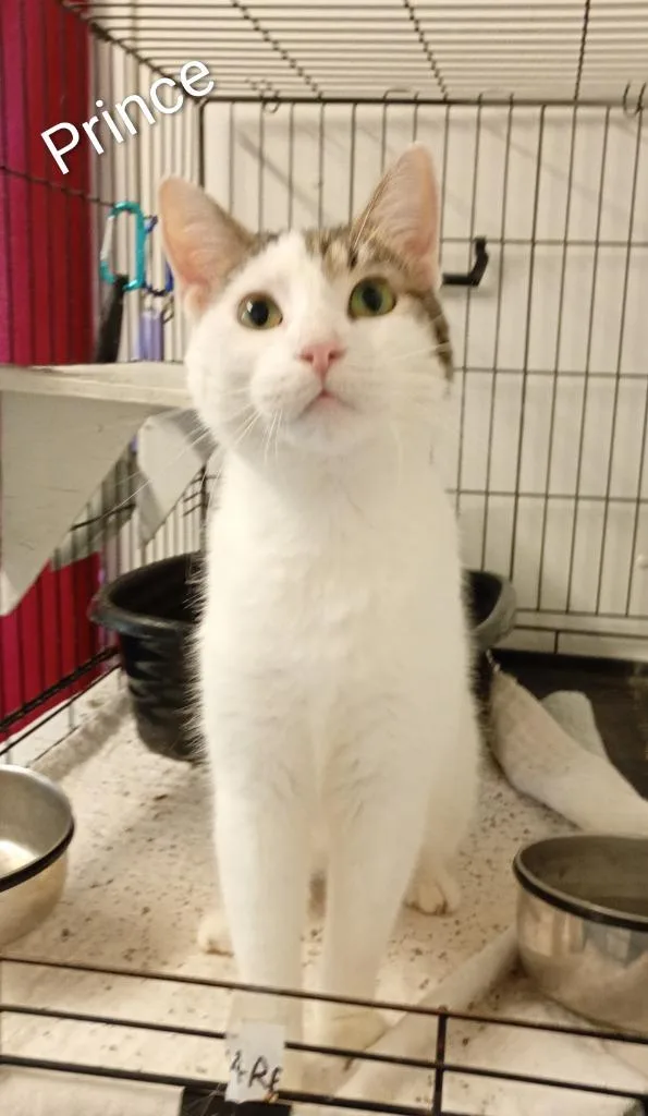 A young medium-sized male Domestic Short Hair cat named Patches for adoption in Saint James, MN