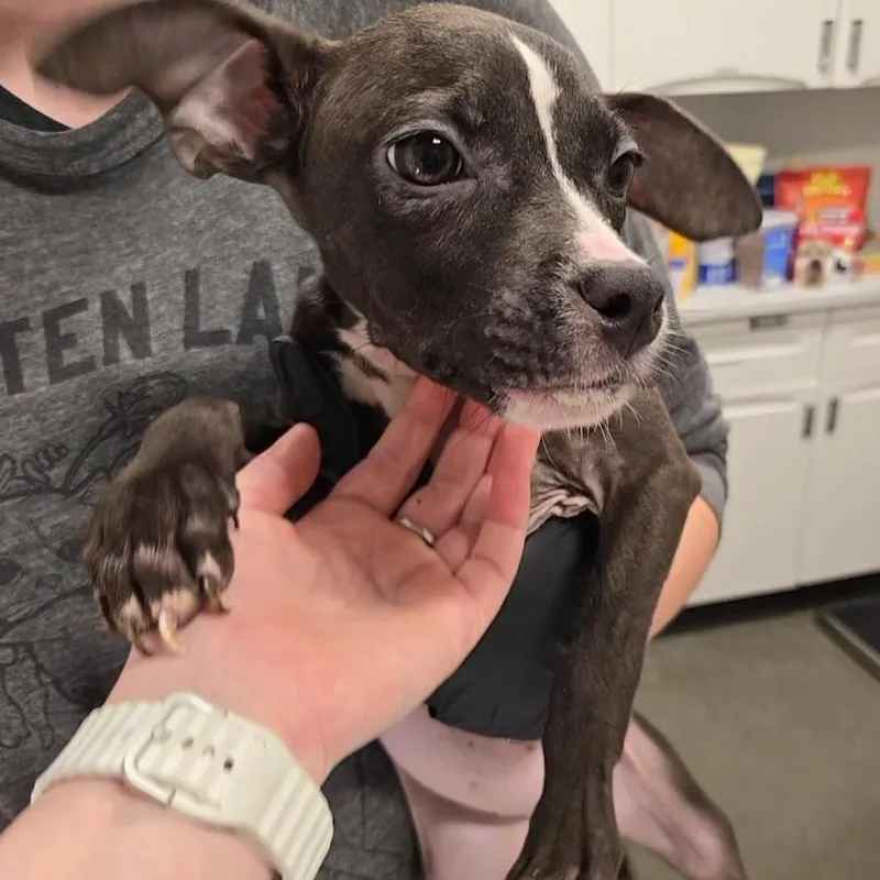 A baby medium-sized female Black Mixed Breed dog named SICStray for adoption in Washington Township, OH