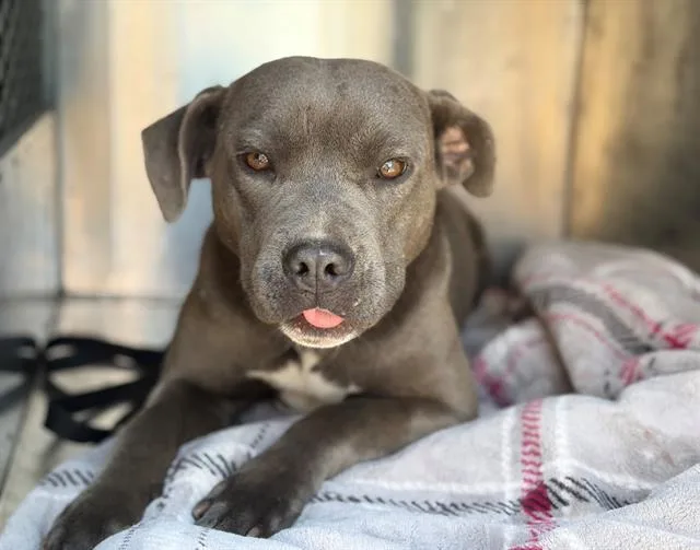 A young small-sized female Pit Bull Terrier dog named Kash for adoption in Fairfield, CA