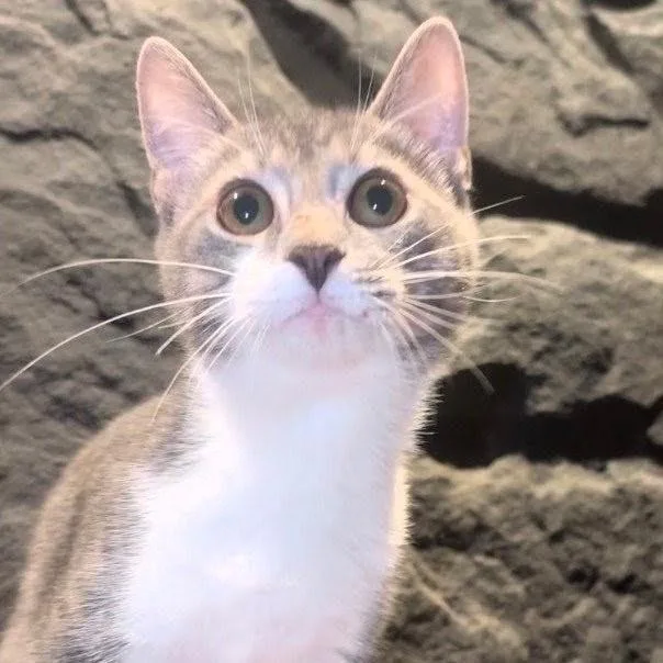 A baby small-sized male Gray / Blue / Silver Domestic Short Hair cat named Frost for adoption in Medina, OH
