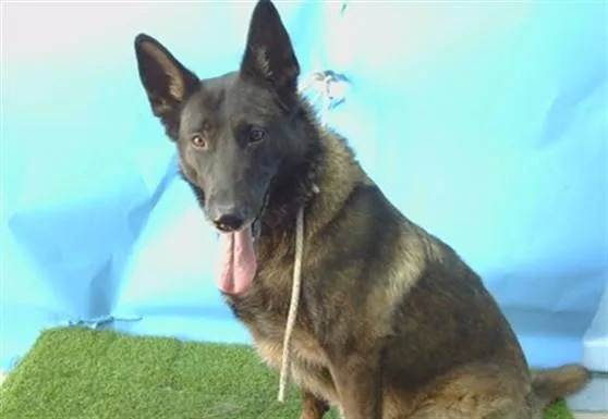An adult large-sized female Belgian Shepherd / Malinois dog named Brooklyn for adoption in Gardena, CA