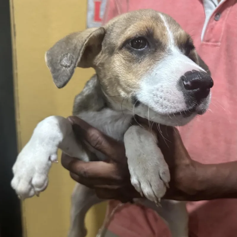 A baby medium-sized male Rat Terrier dog named Jackson Local November for adoption in Brookshire, TX