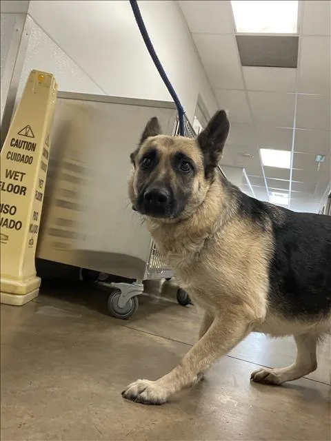 An adult large-sized female German Shepherd Dog dog named Mona for adoption in Van Nuys, CA