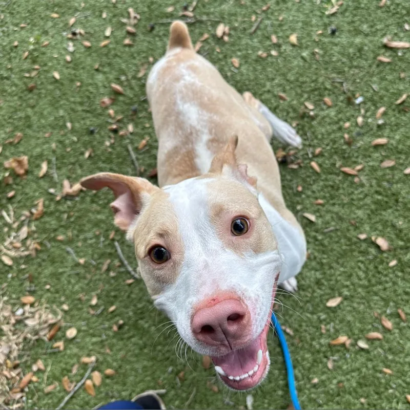 An adult medium-sized male Yellow / Tan / Blond / Fawn Mixed Breed dog named Ollie for adoption in Titusville, FL