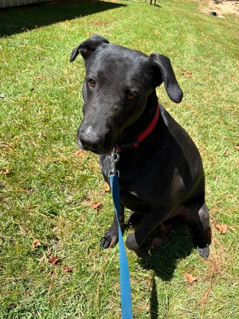 An adult large-sized male Mixed Breed dog named Atreus for adoption in Fond Du Lac, WI