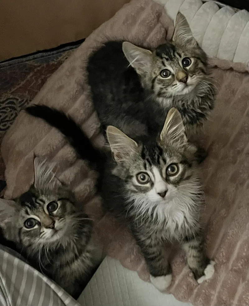 A young medium-sized male Brown / Chocolate Maine Coon cat named West Side Story Litter for adoption in Allentown, NJ