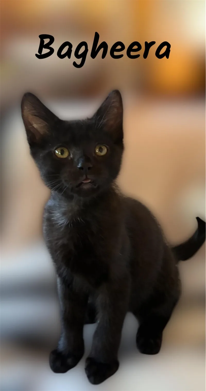 A baby small-sized male Black Domestic Short Hair cat named Bagheera for adoption in Auburn, CA