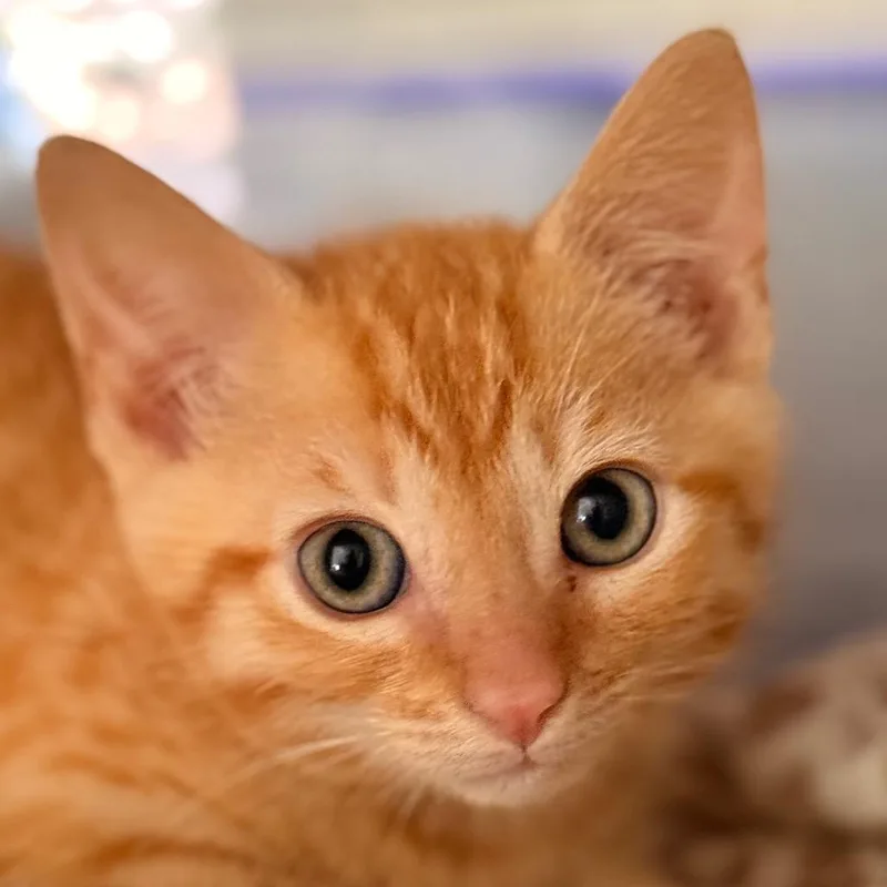 A baby small-sized male Domestic Short Hair cat named Milton for adoption in Cumming, GA