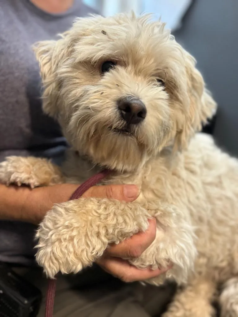 A young small-sized male Maltese dog named Winston for adoption in Sebastian, FL
