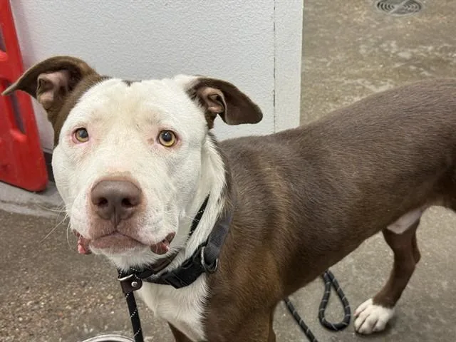 A young medium-sized male Staffordshire Bull Terrier dog named Paco for adoption in Mesa, AZ