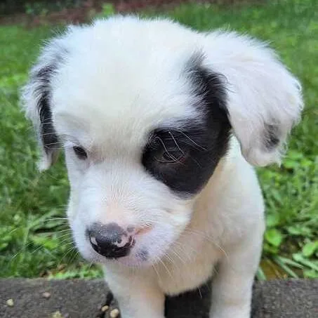 A baby large-sized female Black Bernese Mountain Dog dog named Panini for adoption in Johnson City, TN