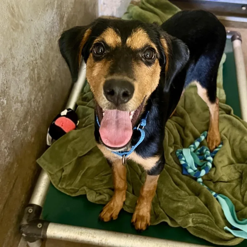 A young medium-sized female Black Beauceron dog named Melody MP for adoption in Austin, TX