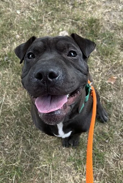 A young medium-sized male Pit Bull Terrier dog named Matey for adoption in Kent, WA
