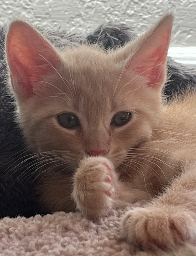 A baby small-sized male Orange / Red Domestic Short Hair cat named Tim for adoption in Walnut Creek, CA