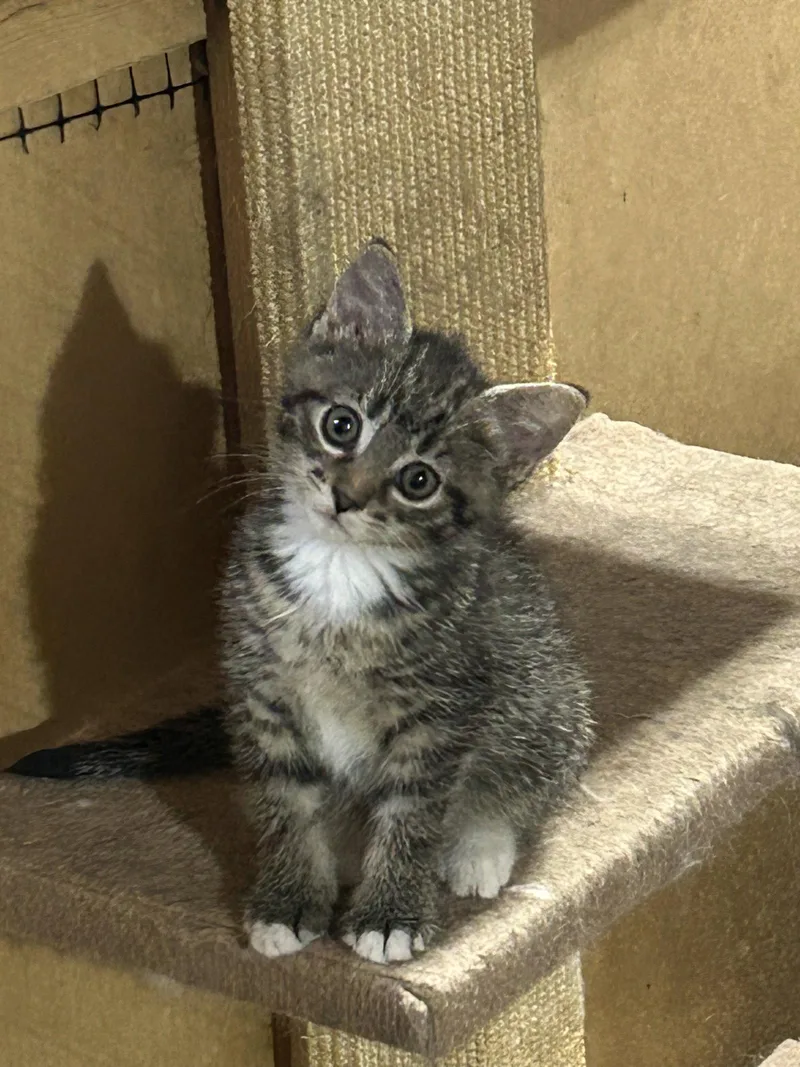 A baby medium-sized female Domestic Short Hair cat named Tansy for adoption in Walled Lake, MI