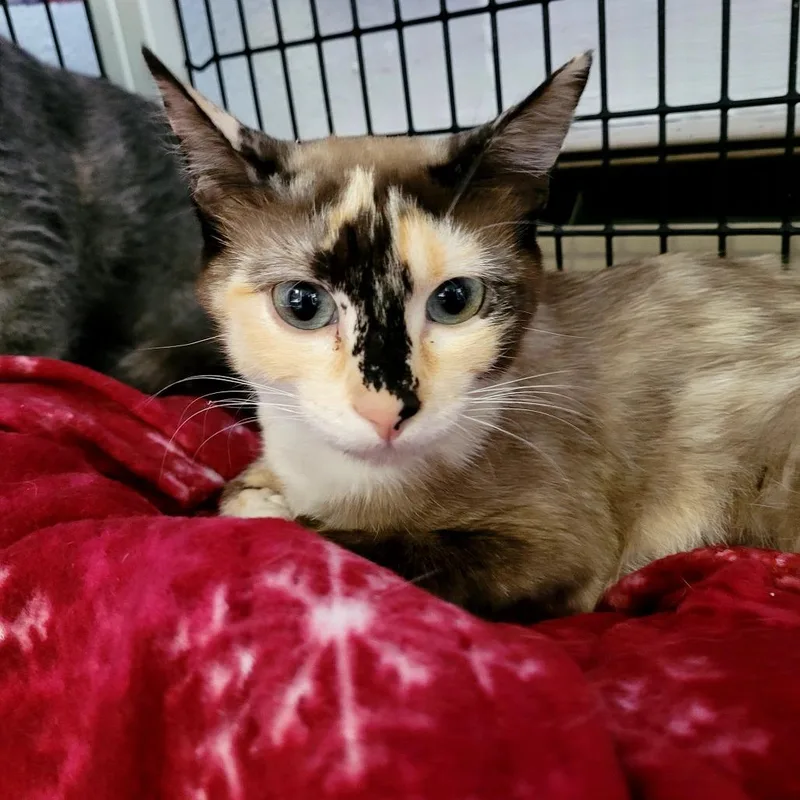 An adult medium-sized female Domestic Short Hair cat named Dove for adoption in Allyn, WA
