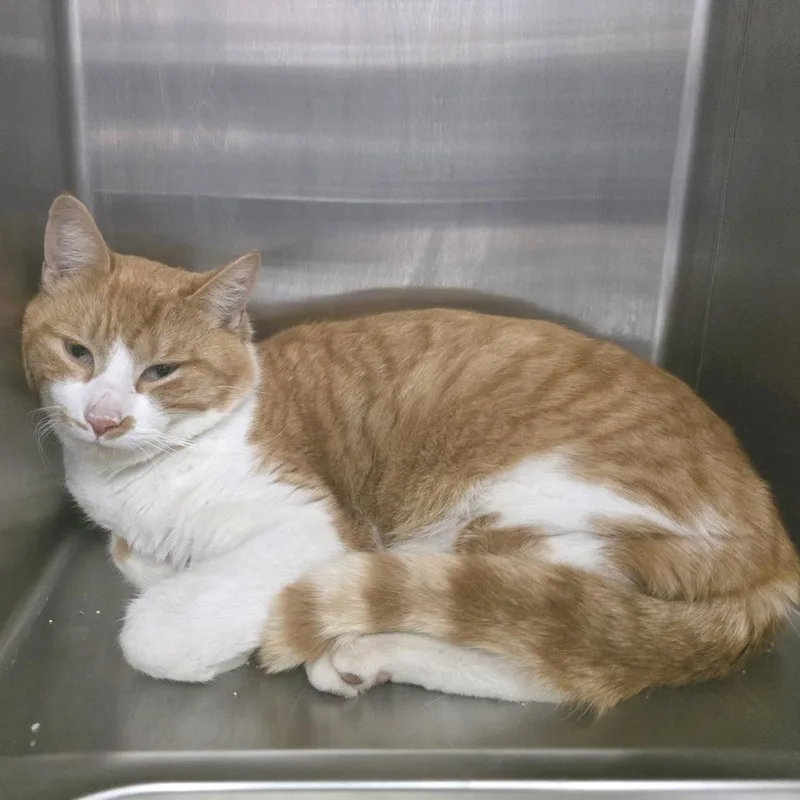 An adult large-sized male Orange / Red Domestic Short Hair cat named Kendrick Lapurrr for adoption in Fort Wayne, IN