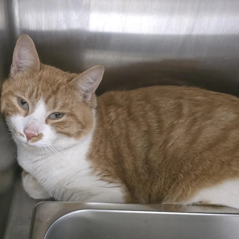 Kendrick Lapurrr thumbnail 2