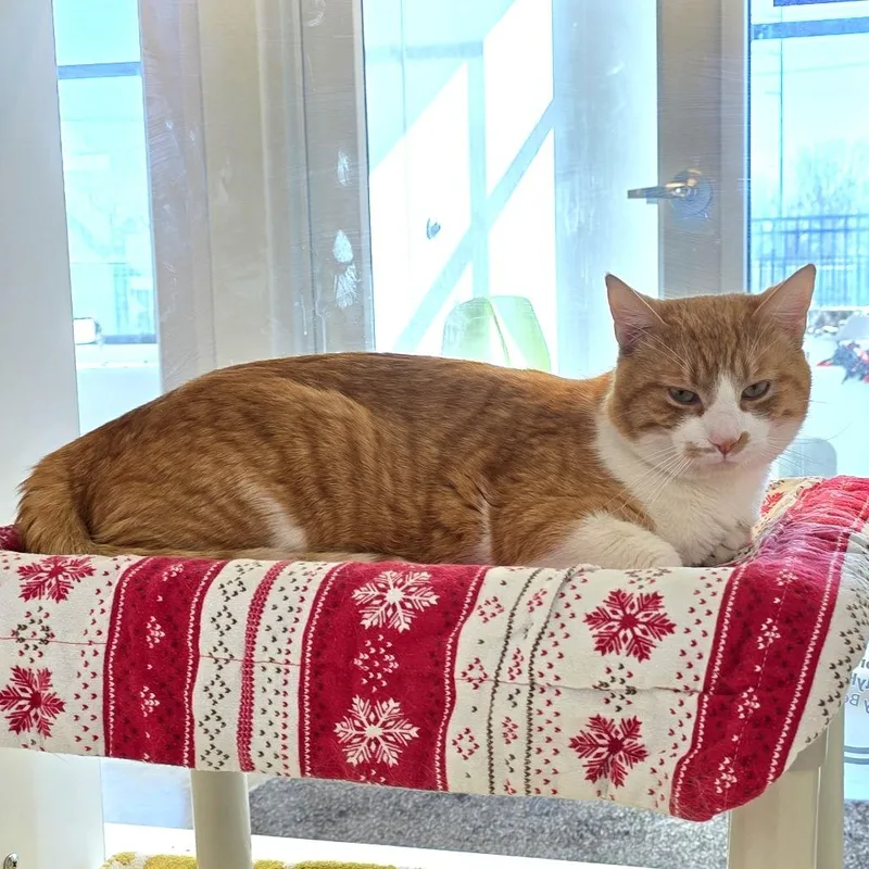 Kendrick Lapurrr thumbnail 3