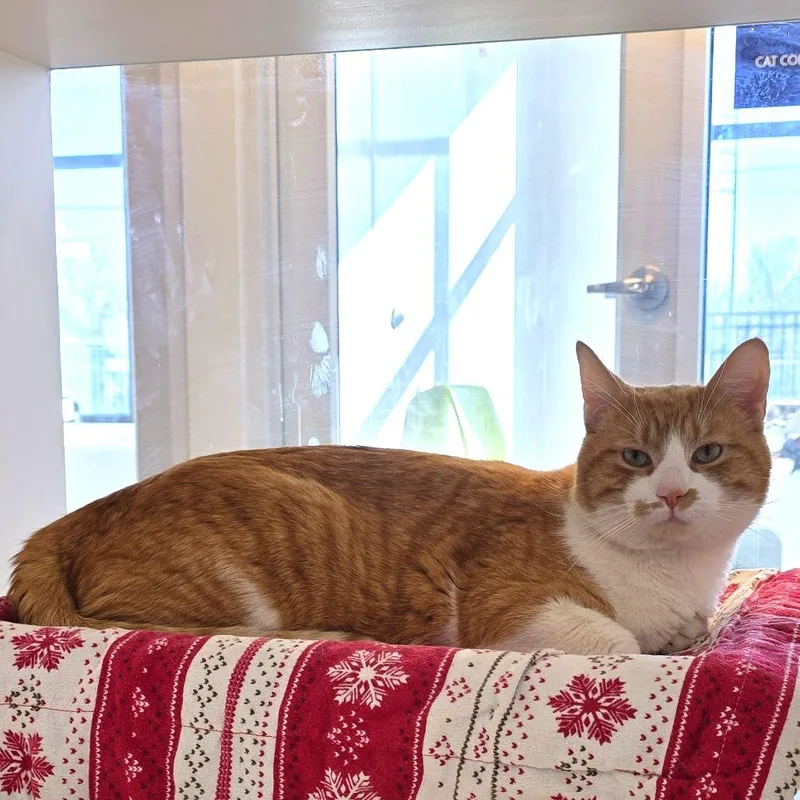 Kendrick Lapurrr thumbnail 4